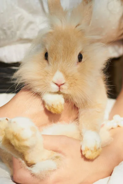 Dame Hält Süßesten Kleinen Flauschigen Hauskaninchen Ihren Händen Freien — Stockfoto