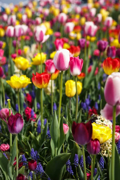 Όμορφες Πολύχρωμες Τουλίπες Διαφορετικά Λουλούδια Ανθίζουν Την Άνοιξη Στον Κήπο — Φωτογραφία Αρχείου