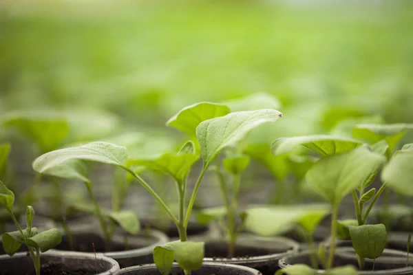 温室中的一排排绿色植物幼苗 在肥沃的土壤中 在温室里生长在阳光下的栽培幼苗 宏观上接近 景深浅 没有模型 — 图库照片