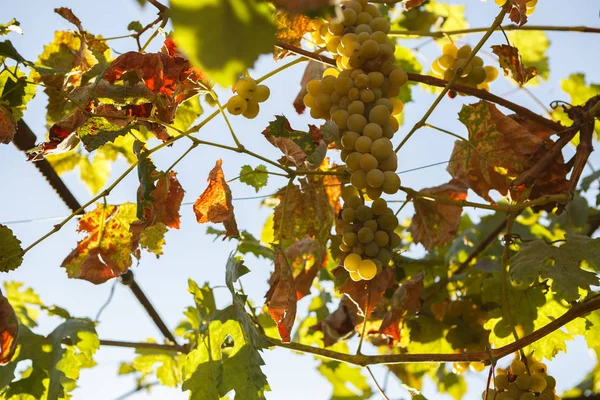 White grape vine growing outdoor. Natural white wine ingredients grow in the sun.