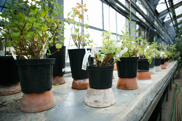 Green plants grow in flowers pots in botanic garden.Exotic glasshouse horticultures