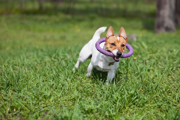 Little Jack Russell Puppy Running Puller Toy Teeth Green Park — Stock Photo, Image