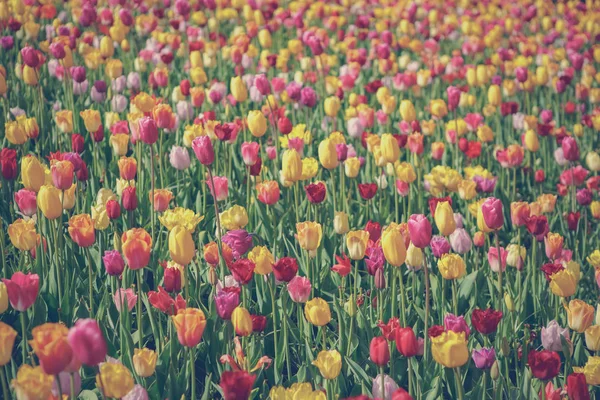 Belles Fleurs Tulipes Fleurissent Dans Jardin Printemps Papier Peint Décoratif — Photo