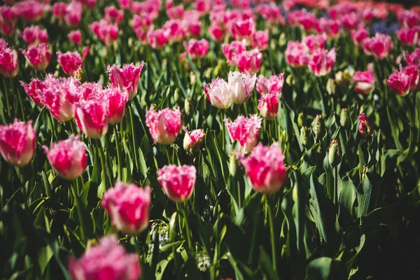 美丽的郁金香花在春天的花园里绽放 春天的装饰壁纸与郁金香 自然之美海报 充满活力的自然色彩 — 图库照片