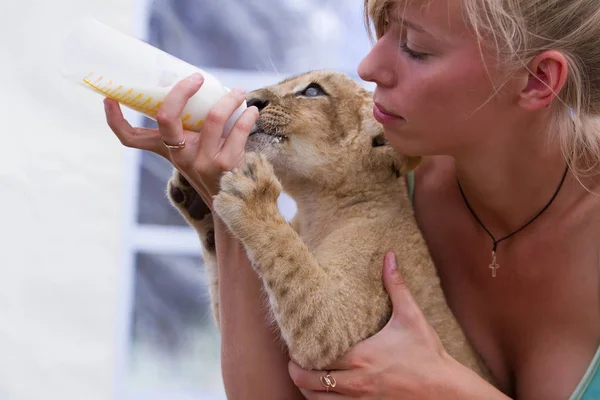 Fotosammlung Eines Zwei Monate Alten Männlichen Löwenjungen Sehr Süße Kleine — Stockfoto