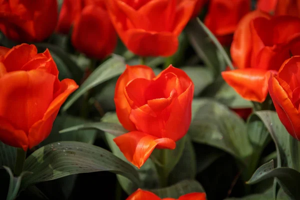 Hermosas Flores Tulipanes Florecen Jardín Primavera Papel Pintado Decorativo Con —  Fotos de Stock