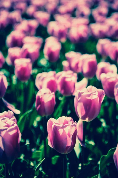 Bellissimi Fiori Tulipani Fioriscono Giardino Primaverile Carta Parati Decorativa Con — Foto Stock