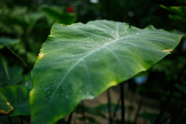 Birght Πράσινο Colocasia Esculenta Φυτό Που Καλλιεργείται Βοτανικό Κήπο Του — Φωτογραφία Αρχείου