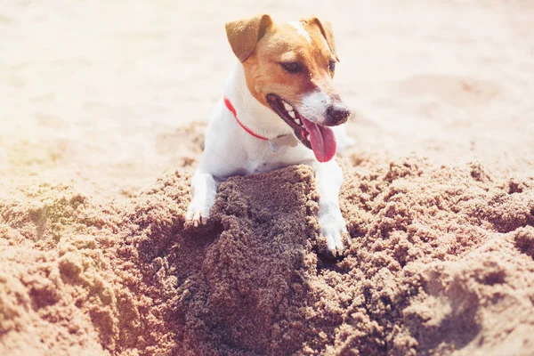 Маленький Щенок Джека Рассела Играет Пляже Копая Песок Симпатичная Маленькая — стоковое фото