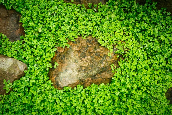 Plantas Tropicais Verdes Exóticas Crescem Estufa Ensolarada Jardim Botânico Macro — Fotografia de Stock