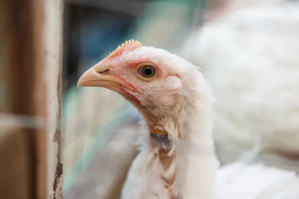 Close up shot of white hen in chicken poultry farm. Domestic white bird in incubator