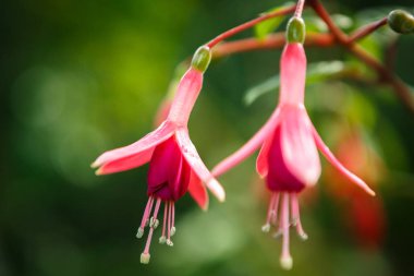 Sera içinde yeşil arka plan üzerinde büyüyen güzel egzotik pembe çiçekler. Tropikal küçük çiçek Botanik Bahçesi camdan evde büyümek. Odak çiçek çiçek
