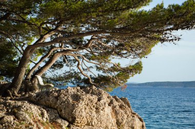 Brela, Hırvatistan-26 Haziran, 2017:Evergreen köknar ağacı büyümeye Adriyatik Denizi sahilinde kayaya. Hırvat Riviera.Sunset'ın doğal güzelliği güneş ışık, güzel arka plan