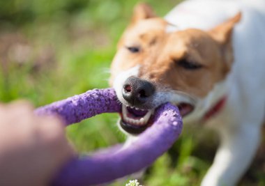 Yeşil park çektirme oyuncakla oynamak Jack Russell köpek yavrusu. Sevimli küçük yerli köpek, bir aile ve çocuklar için iyi arkadaş. Köpek doğurmak kolay ve eğlenceli. Burnuna yakın çekim