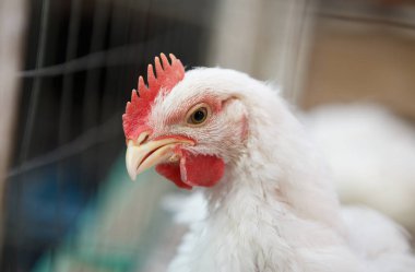 Beyaz tavuk tavuk tavuk çiftliği görüntüsünü kapatın. Kuluçka yerli beyaz kuş