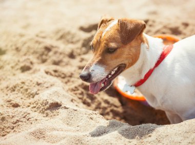 Little Jack Russell puppy playing with frisbee disc on the beach digging sand. Cute small domestic dog, good friend for a family and kids. Friendly and playful canine breed clipart