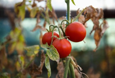 Evde yetiştirilen Domates sebze yeşil evde. Sonbahar sebze hasat yeşil evde. Camdan evde büyüyen olgun naturla domates