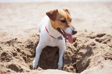 Sahilde kum kazma oynayan Jack Russell köpek yavrusu. Sevimli küçük yerli köpek, bir aile ve çocuklar için iyi arkadaş. Samimi ve eğlenceli köpek doğurmak