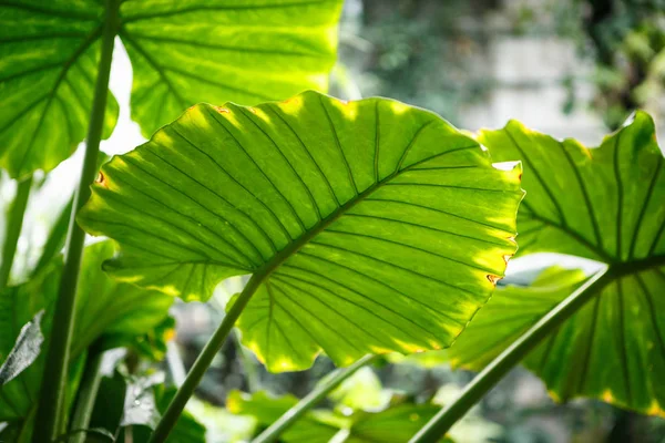 Tropikal Cococasia Esculenta Bitki Botanik Bahçesi Içinde Büyüyen Büyük Yeşil — Stok fotoğraf