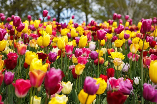 Красиві Різнокольорові Квіти Тюльпанів Цвітуть Навесні Декоративні Шпалери Екзотичними Квітами — стокове фото