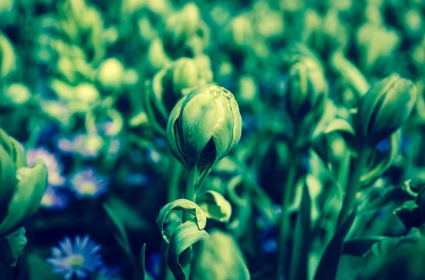 Belles Fleurs Tulipes Fleurissent Dans Jardin Printemps Fond Écran Décoratif — Photo