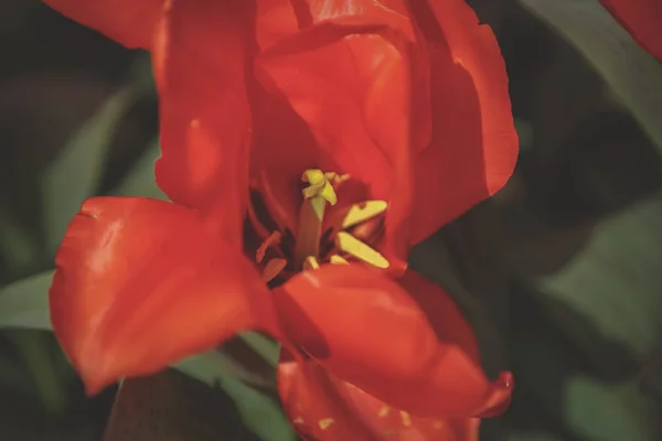 美しいカラフルなチューリップ花が咲き春の庭 春にはオレンジ色のチューリップ花の花で装飾的な壁紙 自然ポスターの美しさ 鮮やかな自然の色 — ストック写真