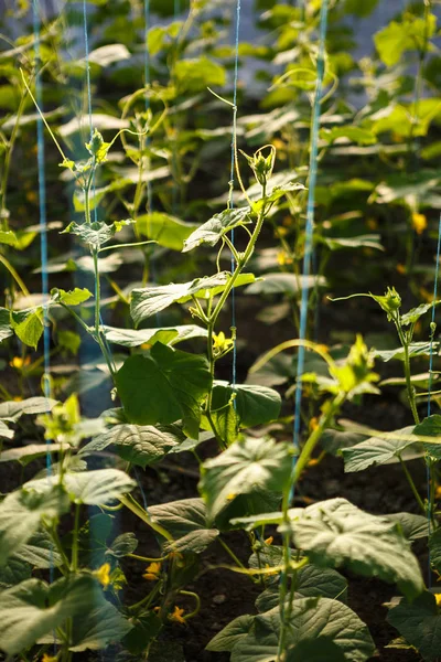 Germogli Cetriolo Verde Che Crescono Serra Casa Calda Soleggiata Con — Foto Stock