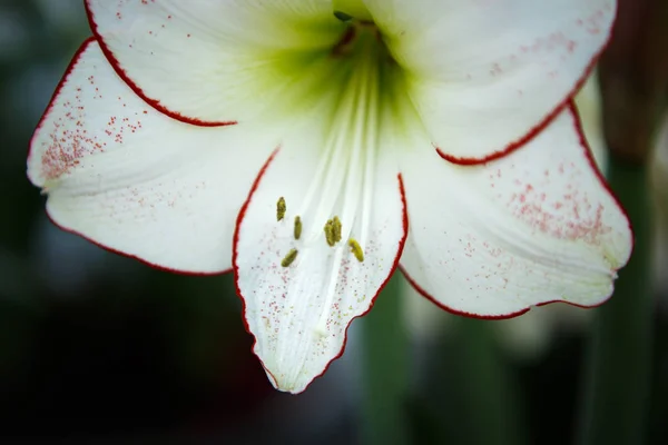 Πανέμορφο Λευκό Hippeastrum Λουλούδια Ανθίζουν Την Άνοιξη Στον Κήπο Διακοσμητικά — Φωτογραφία Αρχείου