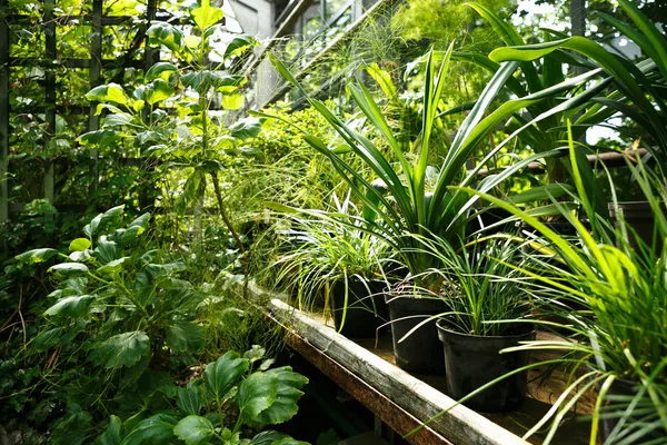 Zöld Növények Növekedését Napsütéses Botanikus Kertben Üvegház Pot Botanikus Üvegházhatást — Stock Fotó