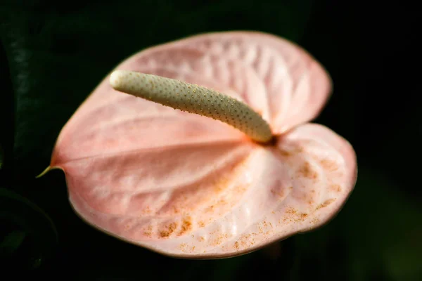 Rosa Anthurium Flamingo Flower Cerca Macro Shot Flor Cola Rara — Foto de Stock