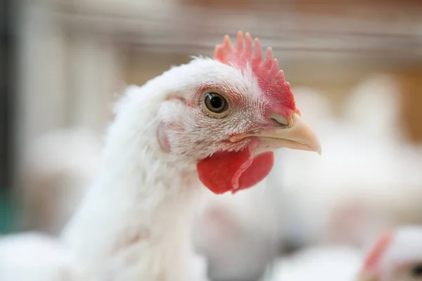 Close Tiro Galinha Branca Fazenda Aves Capoeira Frango Pássaro Branco — Fotografia de Stock