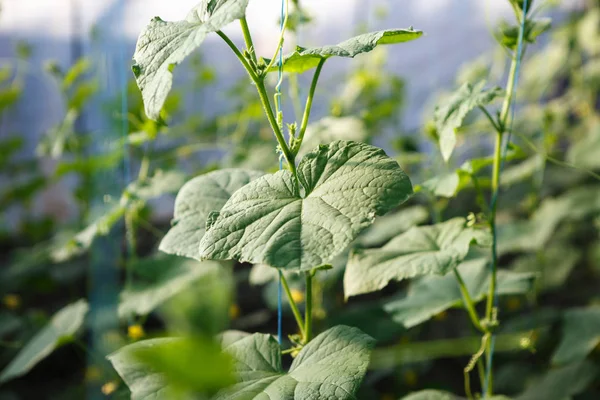 Groene Komkommer Spruiten Kweken Kas Zonnige Warme Huis Met Groene — Stockfoto