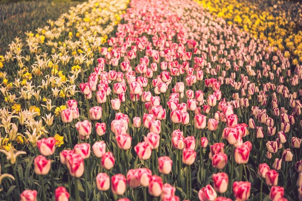 Bellissimi Fiori Tulipani Fioriscono Nel Giardino Primaverile Carta Parati Decorativa — Foto Stock
