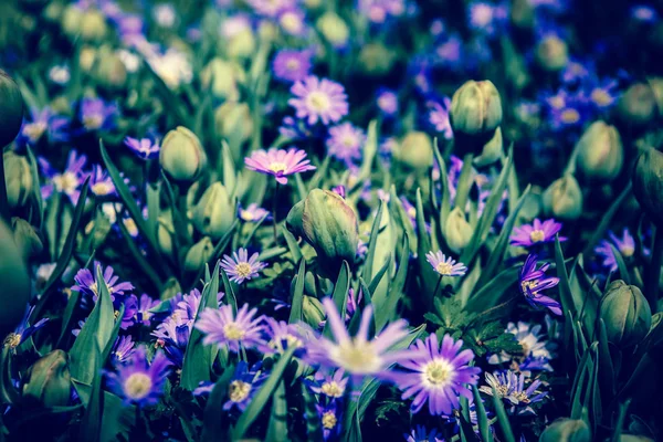 美しいカラフルな青い花が咲き春の庭 フェリシアの春の花が Amelloides で装飾的な壁紙 自然ポスターの美しさ 鮮やかな自然の色 — ストック写真