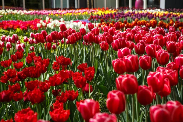 Lindas Flores Coloridas Tulipas Florescem Jardim Primavera Papel Parede Decorativo — Fotografia de Stock