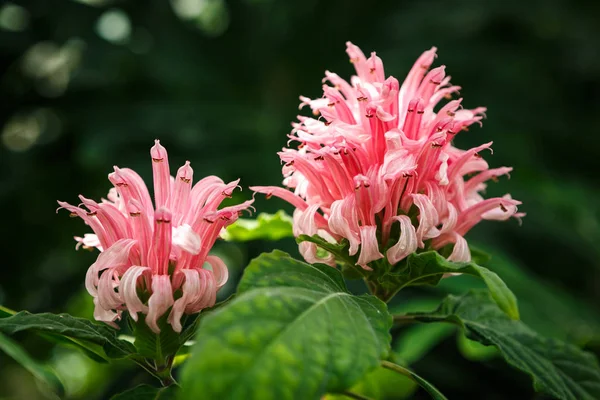 Belles Fleurs Acanthaceae Cultivées Dans Jardin Botanique Plantes Exotiques Poussent — Photo