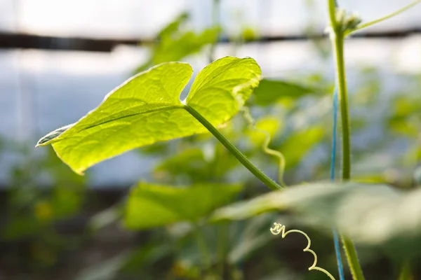 Groene Komkommer Spruiten Kweken Kas Zonnige Warme Huis Met Groene — Stockfoto