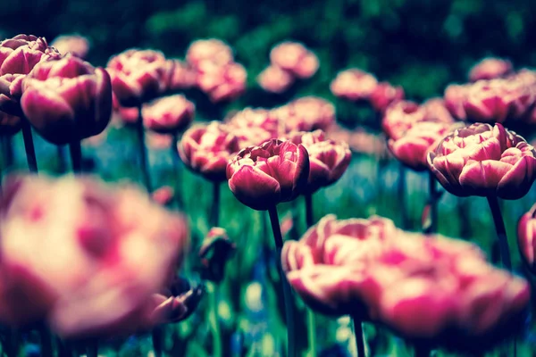 美丽多彩的郁金香花在春天的花园绽放 带有异国情调郁金香的装饰壁纸在春天开花 自然之美海报 充满活力的自然色彩 — 图库照片