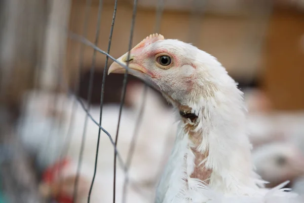 Close Tiro Galinha Branca Fazenda Aves Capoeira Frango Pássaro Branco — Fotografia de Stock