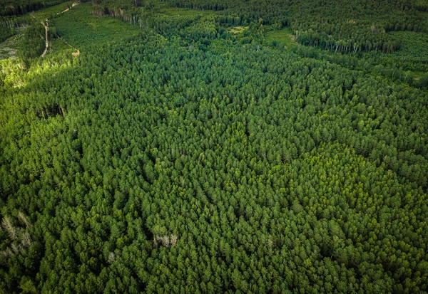 Naturen Färdas Vacker Sommar Skog Flygfoto — Stockfoto