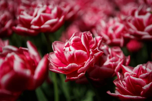 Belles Fleurs Cyclamen Rouge Jaune Colorées Fleurissent Dans Jardin Printemps — Photo