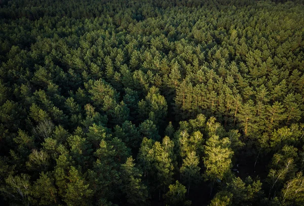 Naturaleza Viajes Hermoso Bosque Verano Vista Aérea —  Fotos de Stock