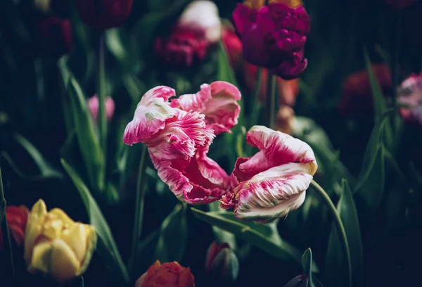 정원에서 피어입니다 봄에는 튤립으로 화면입니다 포스터 자연의 아름다움입니다 활기찬 — 스톡 사진