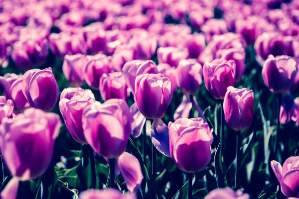 Belles Fleurs Tulipes Fleurissent Dans Jardin Printemps Fond Écran Décoratif — Photo