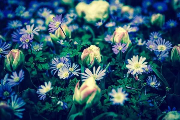 Vackra Färgglada Blå Blommor Blomma Vårträdgård Dekorativa Tapet Med Felicia — Stockfoto