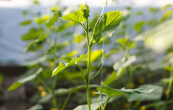 Green cucumber sprouts growing in greenhouse. Sunny hot house with green crops growing in the sun. Natural organic food grow indoor. Farm glasshouse background.