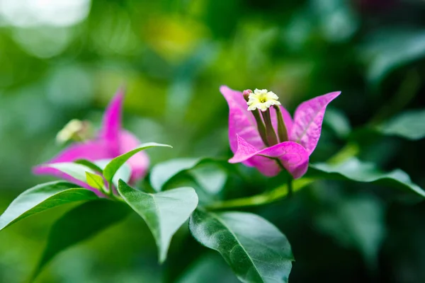 Krásné Exotické Růžové Květy Zeleném Pozadí Skleníku Tropické Rostliny Pěstované — Stock fotografie