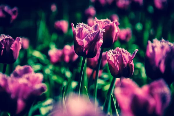 美丽的郁金香花在春天的花园里绽放 春天的装饰壁纸与郁金香 自然之美海报 充满活力的自然色彩 — 图库照片