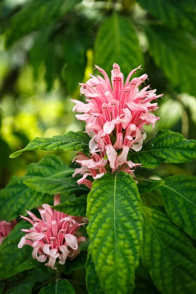 Güzel Ayıpençesigiller Çiçekler Botanik Bahçesinde Yetiştiriliyor Serada Egzotik Bitkiler Büyümek — Stok fotoğraf