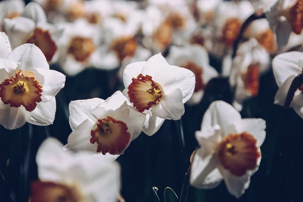 Belles Fleurs Blanches Herbe Argent Fleurissent Dans Jardin Printemps Fond — Photo